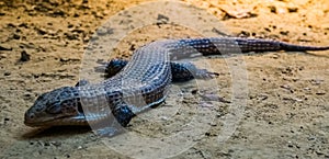 Closeup of a sudan plated lizard, tropical lizard specie from Africa