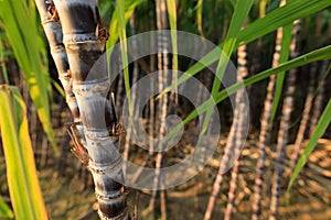 Canna da zucchero impianti sul 