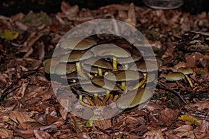 Closeup of Sulfur-yellow false honeycomb (Hypholoma fasciculare) in a forest on blurred background