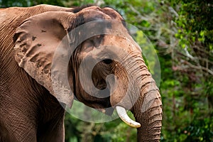 Closeup of Sumatran elephant in Ragunan wildlife park, detailed wildlife