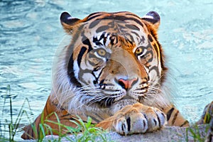 Closeup of a Sumatran tiger, Panthera tigris sumatrae on the coast