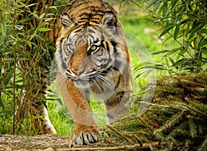 Closeup of a Sumatran tiger (Panthera tigris sumatrae) in a park