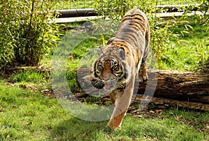 Closeup of a Sumatran tiger (Panthera tigris sumatrae) in a park