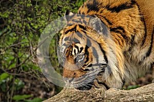 Closeup of a Sumatran tiger's (Panthera tigris sumatrae) head in a jungle against blurred background