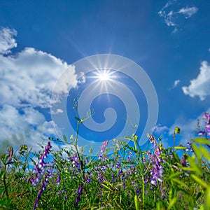 closeup summer prairie flowers in light of sparkle sun