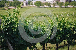 Closeup of a summer vineyard at daylight