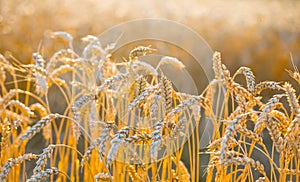 Closeup summer wheat field in sunlight