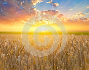 Closeup summer wheat field at the sunset