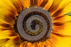 Closeup of sun flower