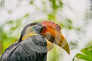 Closeup of Sunda wrinkled hornbill at the zoo. Rhabdotorrhinus corrugatus.