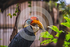 Closeup of Sunda wrinkled hornbill at the zoo. Rhabdotorrhinus corrugatus. photo