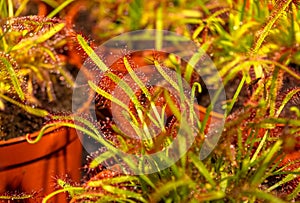 Closeup Sundew carnivorous plant ,Drosera anglica ,insectivorous plants, meat-eating, sticky carnivorein a life saving