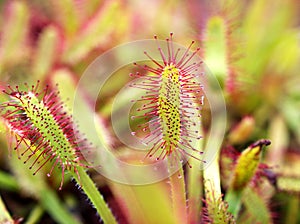Closeup Sundew carnivorous plant ,Drosera anglica ,insectivorous plants, meat-eating, sticky carnivorein a life saving sponge