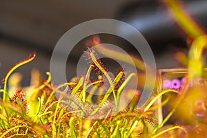 Closeup Sundew carnivorous plant ,Drosera anglica ,insectivorous plants, meat-eating, sticky carnivorein a life saving
