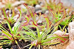 Closeup Sundew carnivorous plant ,Drosera anglica ,insectivorous plants, meat-eating, sticky carnivorein a life saving sponge ,gre