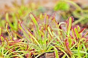 Closeup Sundew carnivorous plant ,Drosera anglica ,insectivorous plants, meat-eating, sticky carnivorein a life saving sponge ,gre