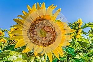 Closeup of a sunflower