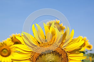 Closeup of a sunflower