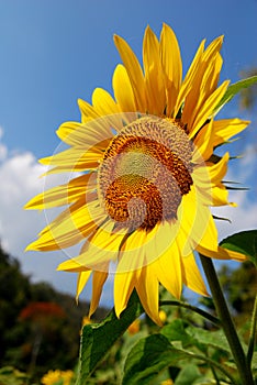 Closeup Sunflower is Big yellow flower in the field at Khao Jeen Lae Sunflower Feild Lopburi Thailand