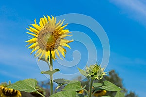 Closeup of sunflower are blooming and buds