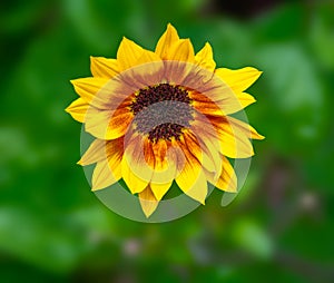 Closeup of a sunflower blossom
