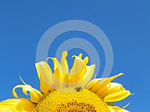 Closeup Sunflower with blue sky background in the FingerLakes region in NYS