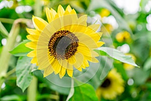 Closeup of a sunflower with bright yellow petals and bright green leaves, macrophotography