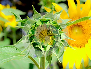 Closeup of sunflower bud
