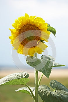 Closeup of sunflower in field