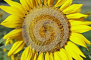 Closeup of a sunflower in a field