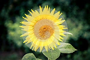 Closeup of a sunflower in a field on a blurred background