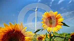 Closeup of sunflower field growing against power generating wind turbines. Renewable energy, agriculture and ecology