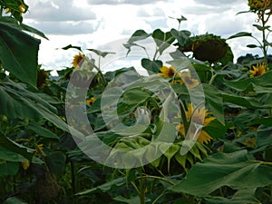 Closeup of a Sunflower field under a grey and white stormy cloudy sky