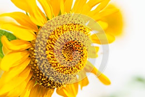 Closeup of Sunflower flower with green leaf under sunlight with copy space using as background natural plants landscape, ecology