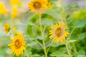Closeup of Sunflower flower with green leaf under sunlight with copy space using as background natural plants landscape, ecology
