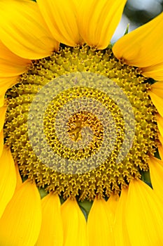 Closeup of sunflower