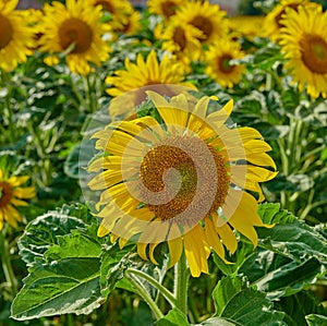 Closeup of a sunflower growing in a garden amongst greenery in nature during summer. Yellow flowering plants beginning