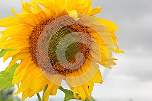 Closeup of Sunflower Growing with Pollinating Bees