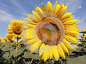 Closeup of sunflower head and petals in field. Blue sky in the background