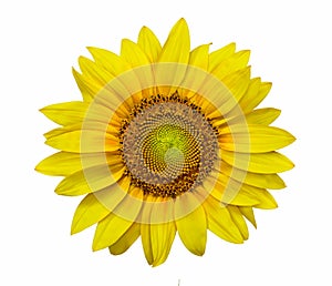 Closeup of a sunflower in high resolution image
