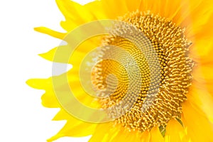 Closeup sunflower isolated on a white background