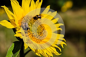 Closeup of Sunflower