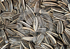 The Closeup of Sunflower seed