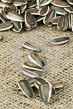 Closeup sunflower seeds on burlap