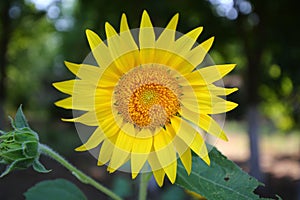 sunflower closeup in summer time