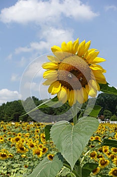 Closeup of a Sunflower in a Sunflower Field