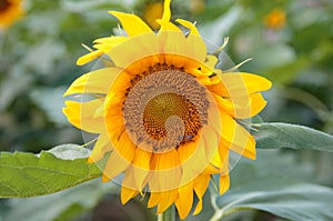 closeup sunflower and working bee