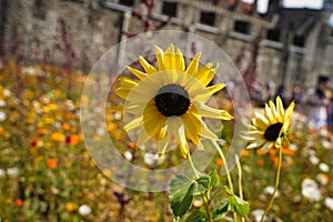 Closeup of sunflowers in the meadow in front of the Tower of London. England, UK.