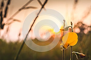 Closeup Sunhemp or Crotalaria juncea flower field