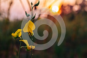 Closeup Sunhemp or Crotalaria juncea flower field